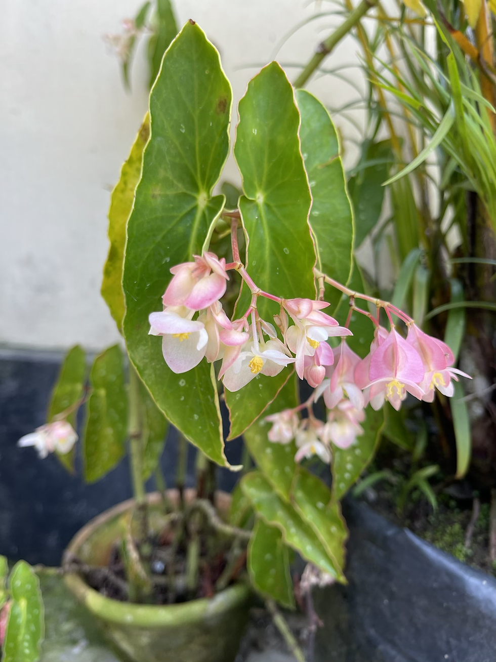 Thumbnail: Begonia maculata