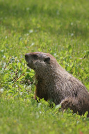 Groundhog in grass