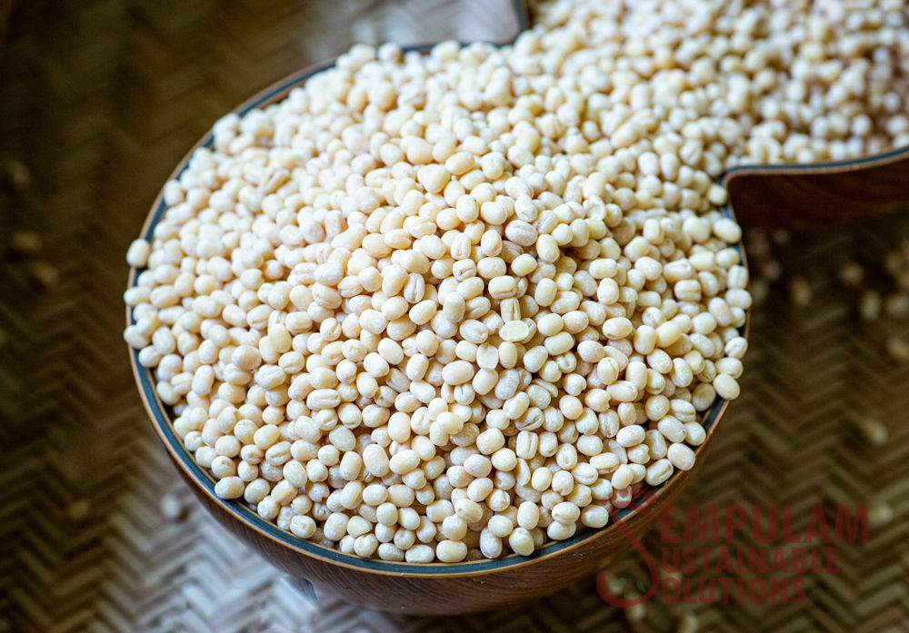 Organic White Urad Dhal (Whole) / வெள்ளை உளுந்து - 500g