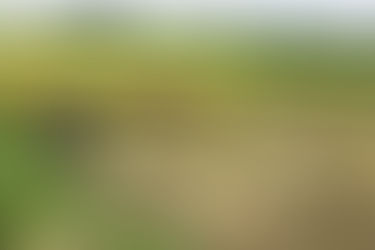 GIVING NEW LIFE: REHABILITATIVE WORK IN TSUNAMI-HIT AREAS