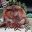 Miniatura: Fire Quartz Round Bowl Healing Crystal Decor Meditation Altar Energy Gift