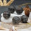 Thumbnail: Yooperlite Mini Sphere Crystal Decor Gift Spiritual Protection Stone Meditation