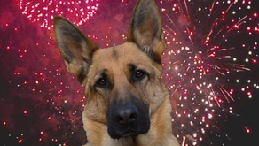 Como ayudar a tu mascota en estas fiestas