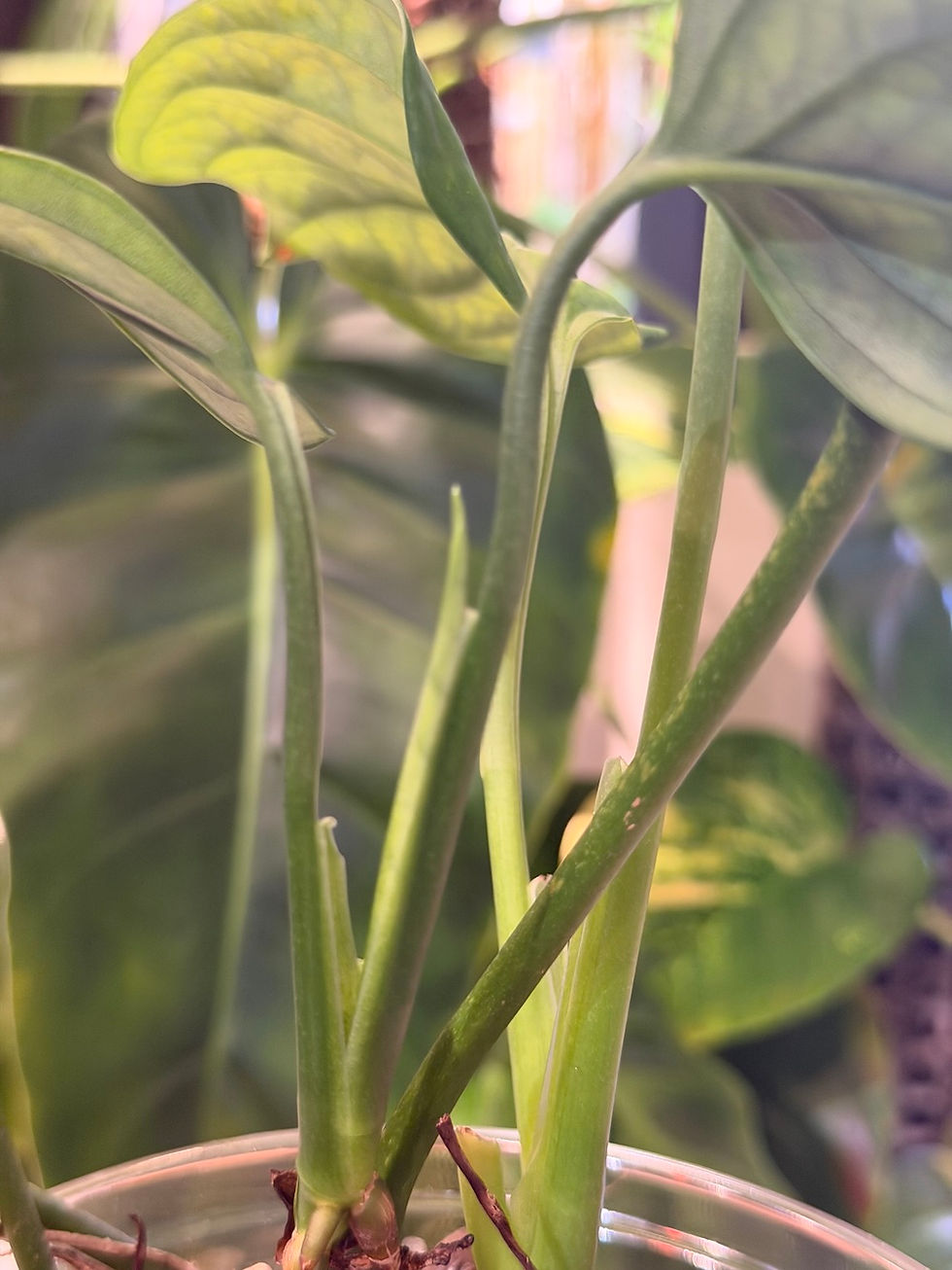 Thumbnail: Monstera 'Spruceana Aff'