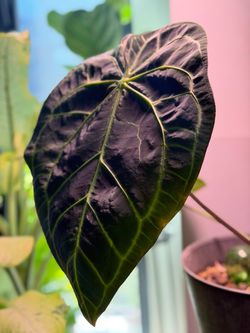 Mature Anthurium SKG Grey Specimen