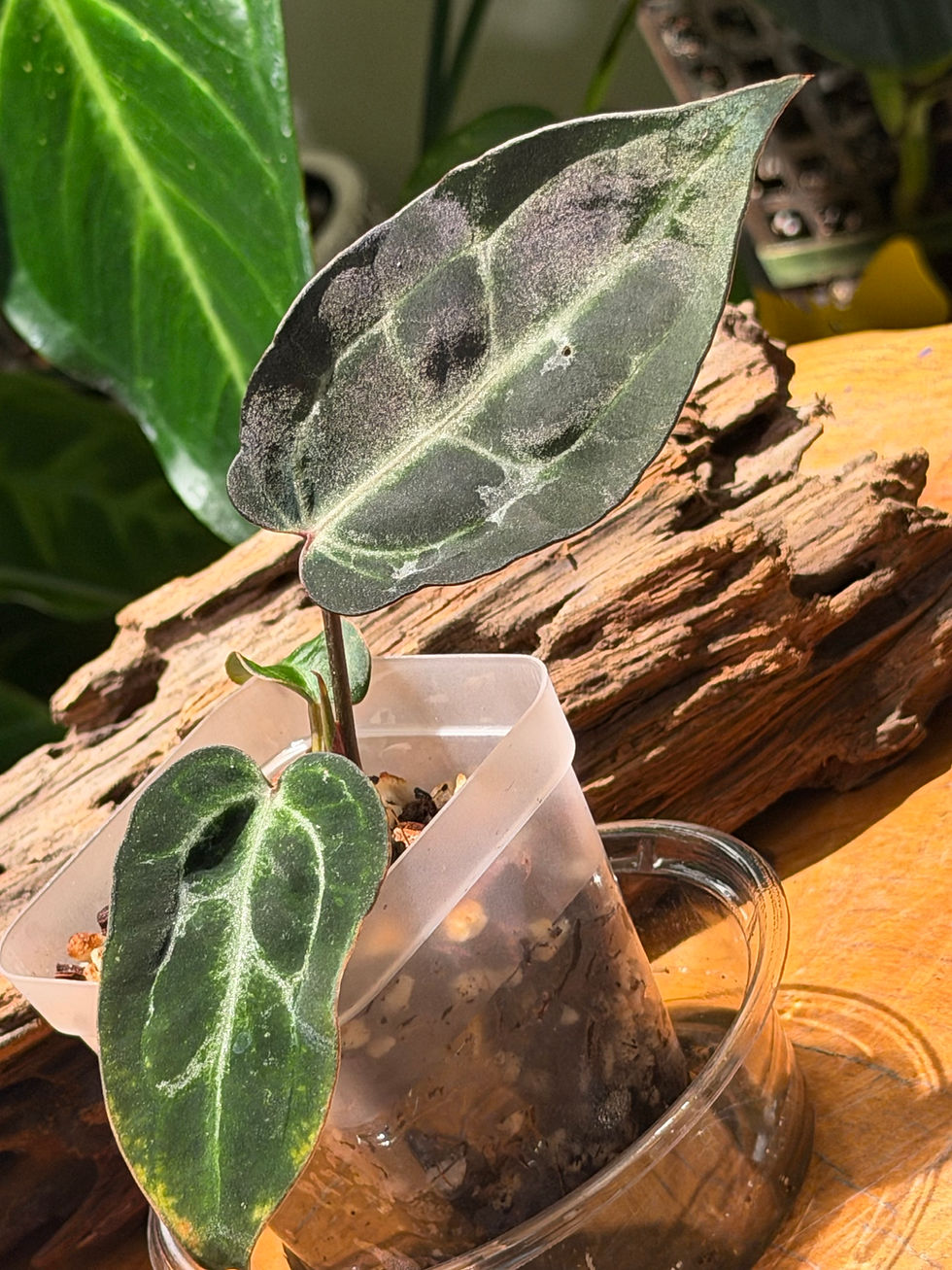 Whole broad-leaf sibling with its nursery container. PG-0047.