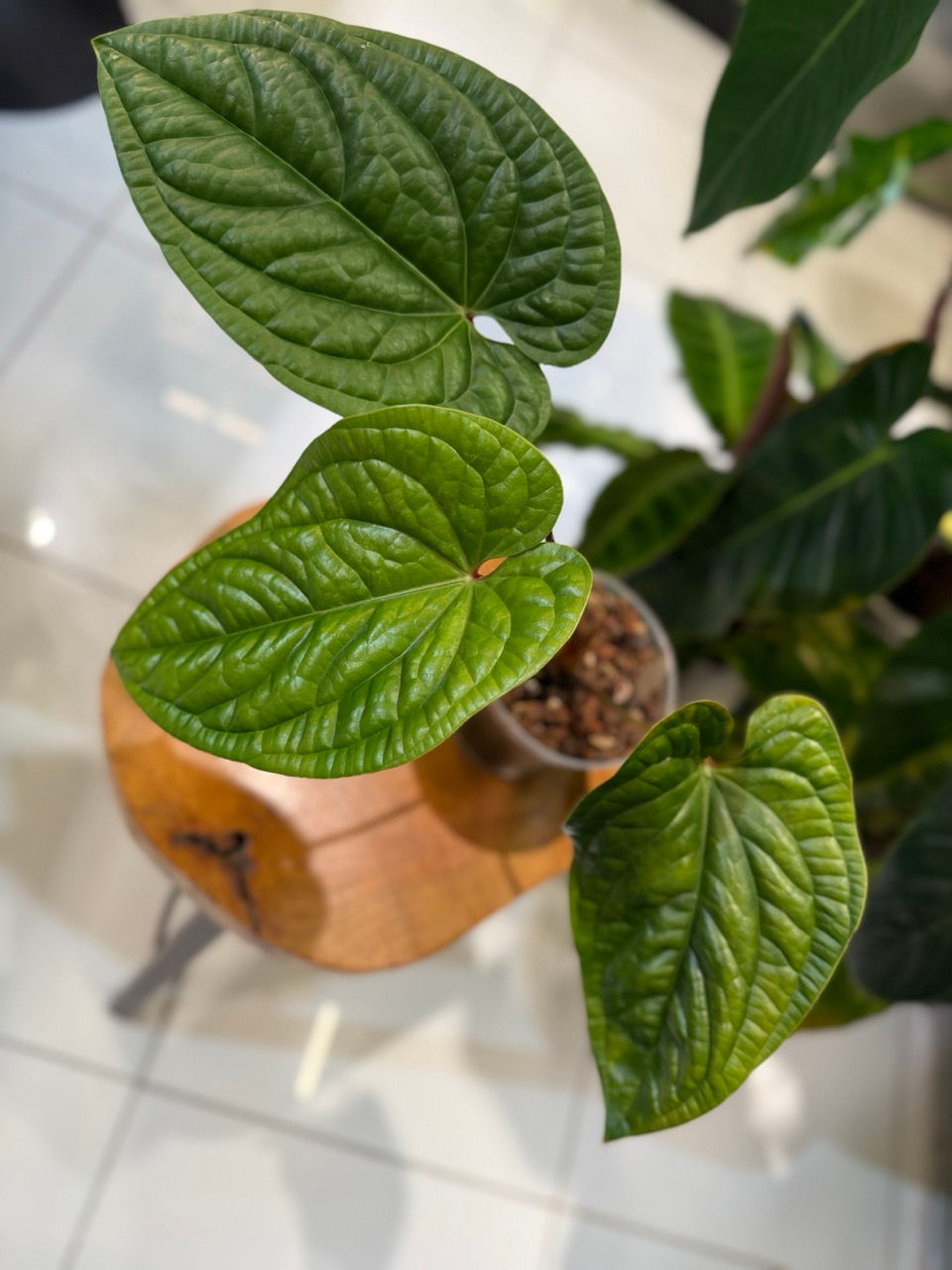 overhead view showing all three leaves, their color progression, and current medium