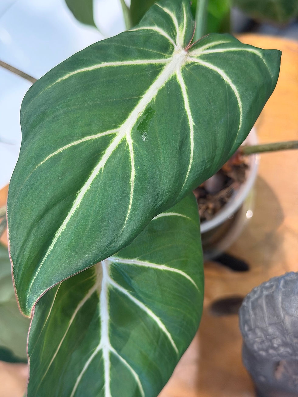 Thumbnail: Philodendron 'Gloriosum'