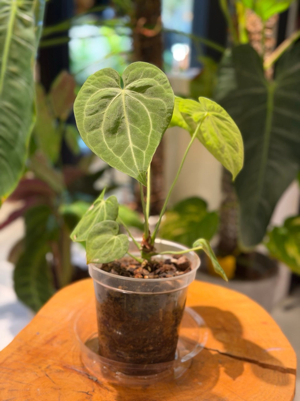 Anthurium “King of Clarinervium” × “Silver Tiger” — Exact Plant