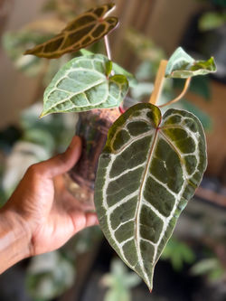 Hand-held Anthurium Pink Wonderboy x Wonderboy B specimen