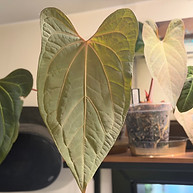 Heart-shaped Anthurium leaf with prominent veins
