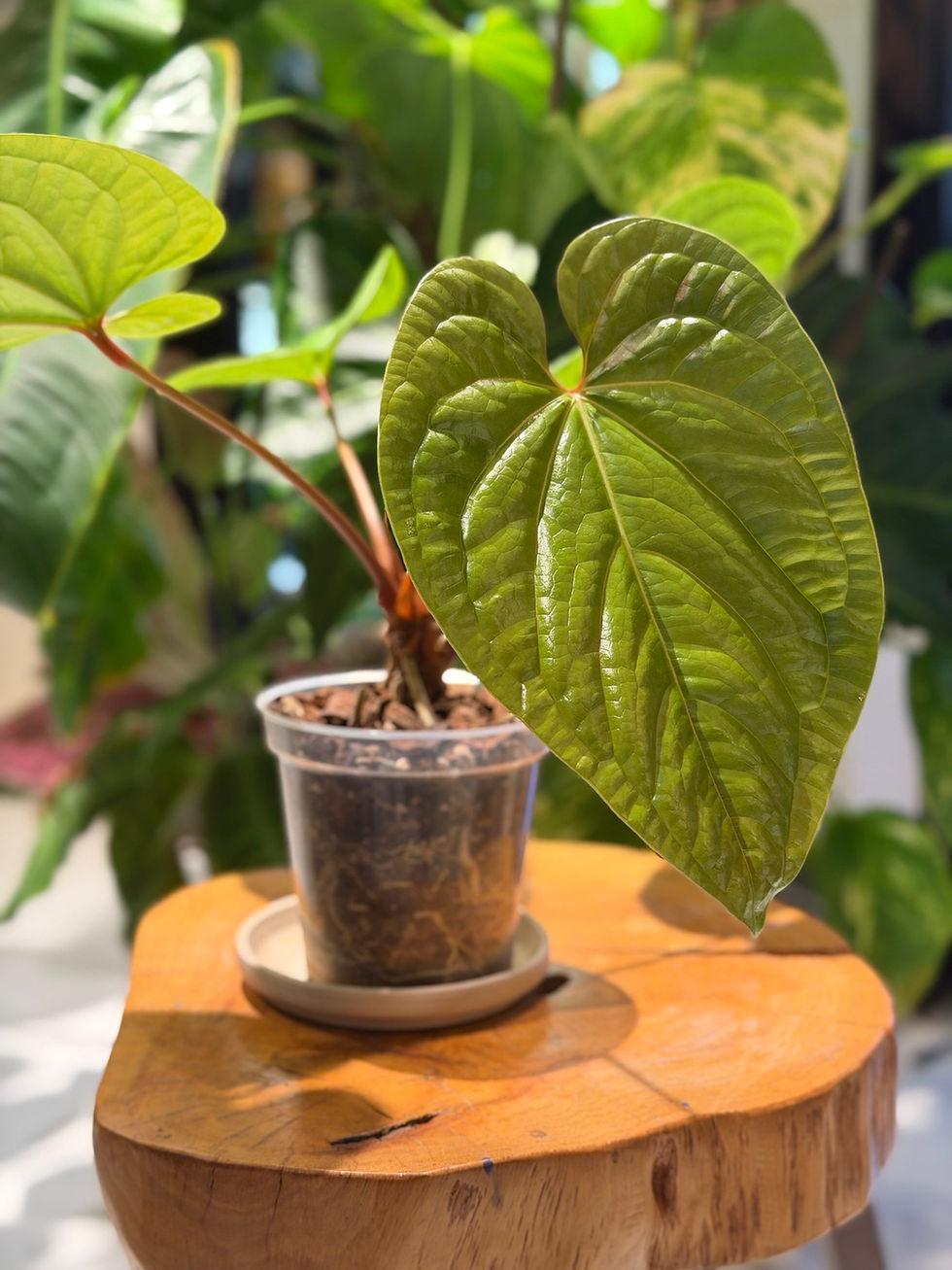 Anthurium radicans × luxurians PG-0017 — nursery pot, stems and leaf view