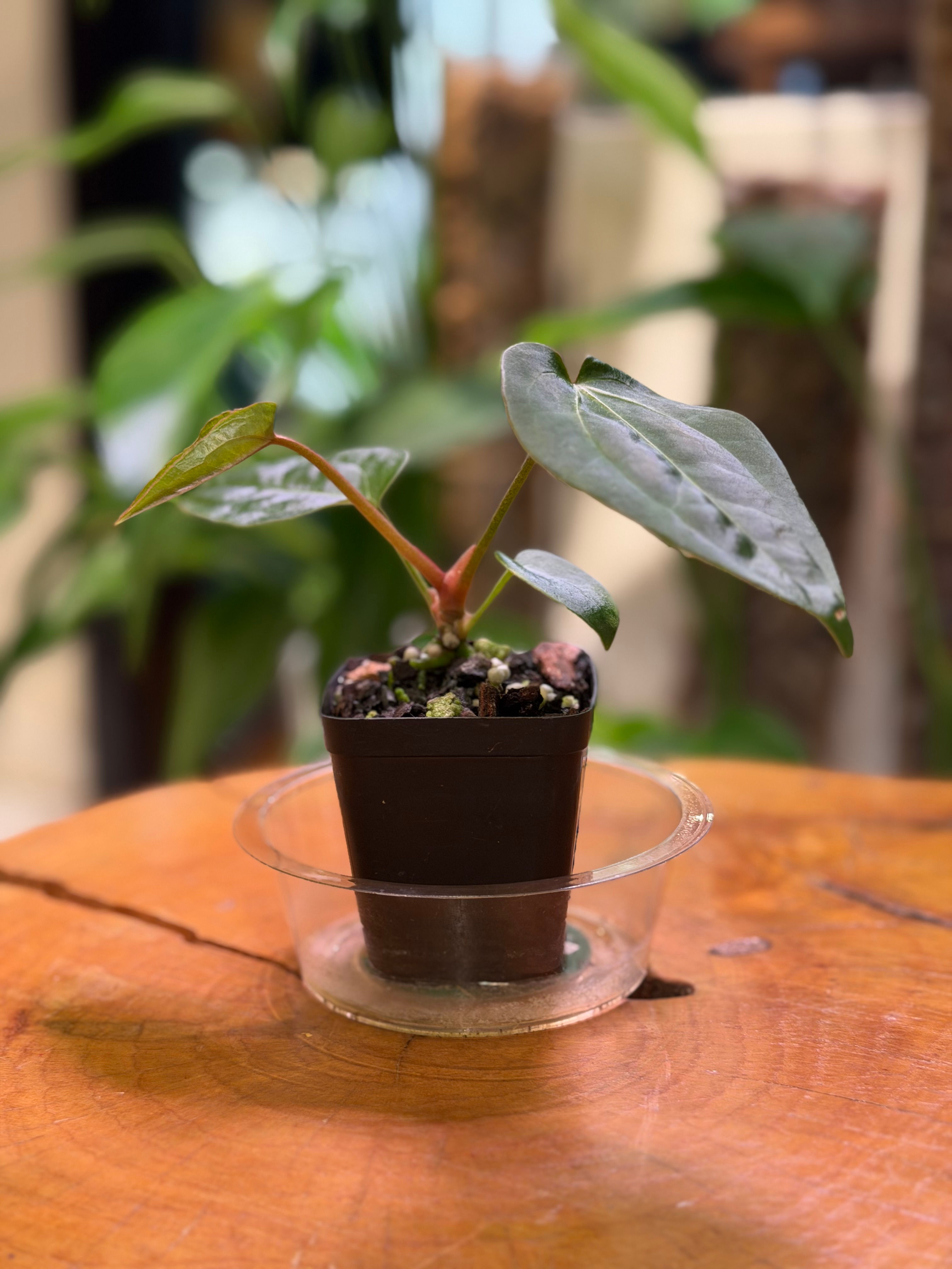 Anthurium ((Carla x Pap x RL 'Ralph Lyman') x Self)