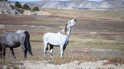 Resultado de imagem para flehmen no equino