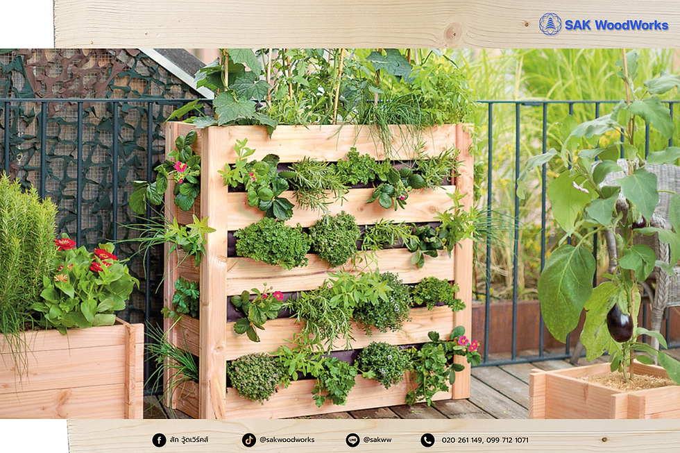 แต่งสวน,ไม้สน,กระถาง,ทำสวน,ปลูกต้นไม้,แต่งบ้าน,สวนแนวตั้ง,garden, vertical garden,ไม้สนรัสเซีย,ไม้แปรรูป