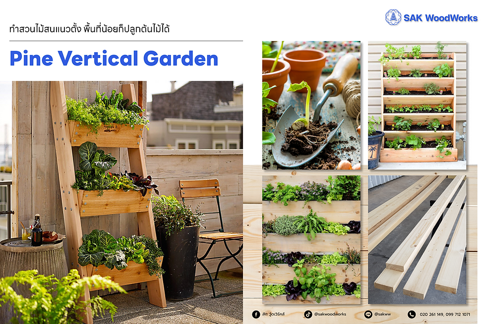 แต่งสวน,ไม้สน,กระถาง,ทำสวน,ปลูกต้นไม้,แต่งบ้าน,สวนแนวตั้ง,garden, vertical garden,ไม้สนรัสเซีย,ไม้แปรรูป
