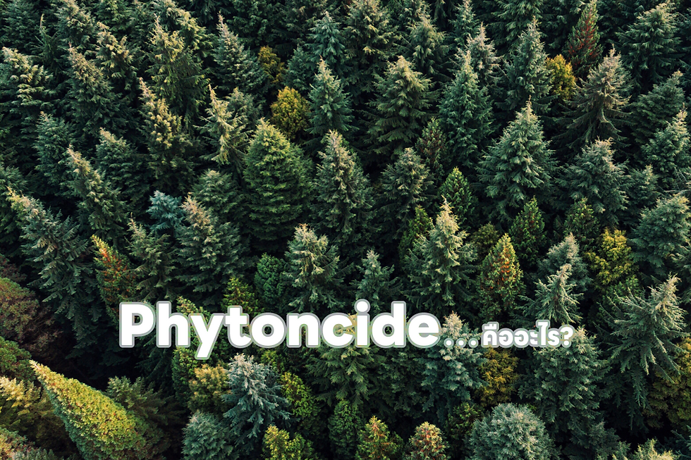 มุมสูงของป่าสนสีเขียวหนาแน่น ข้อความ "Phytoncide... คืออะไร?" ซ้อนทับ บรรยากาศเงียบสงบ