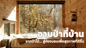 Phytoncide: พลังธรรมชาติจากป่าไม้ เพื่อสุขภาพกายและใจที่ดี