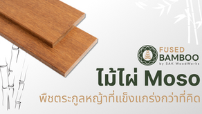 ไม้ไผ่ Moso – พืชตระกูลหญ้าที่แข็งแกร่งกว่าที่คิด
