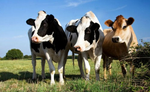 Vacas
