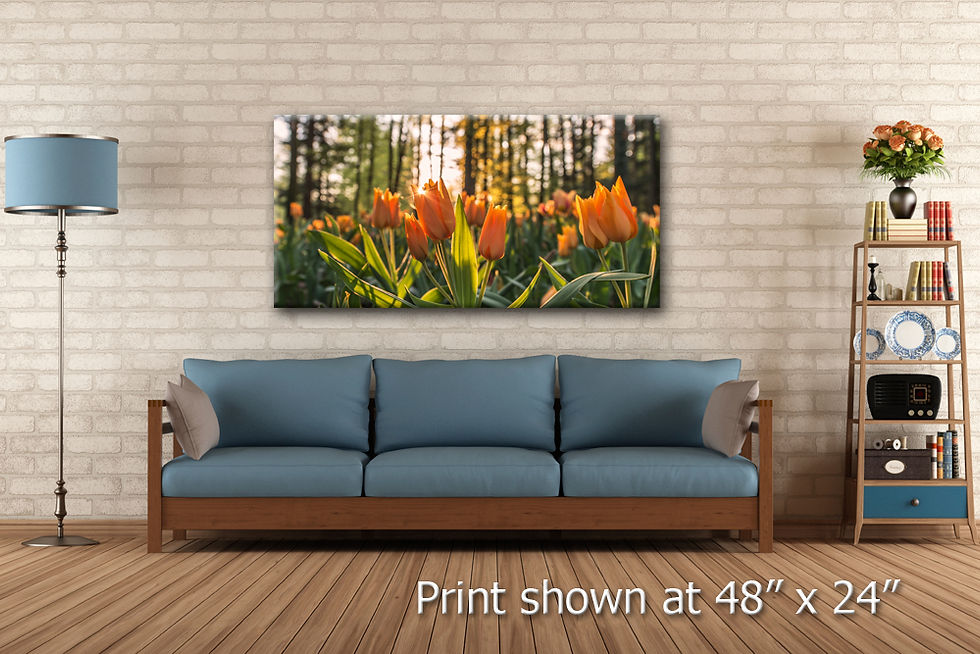 Thumbnail: Tulip Fields