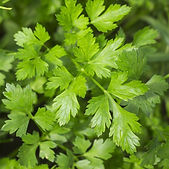 39848-persil-plat-simple-7 - Copie.jpeg
