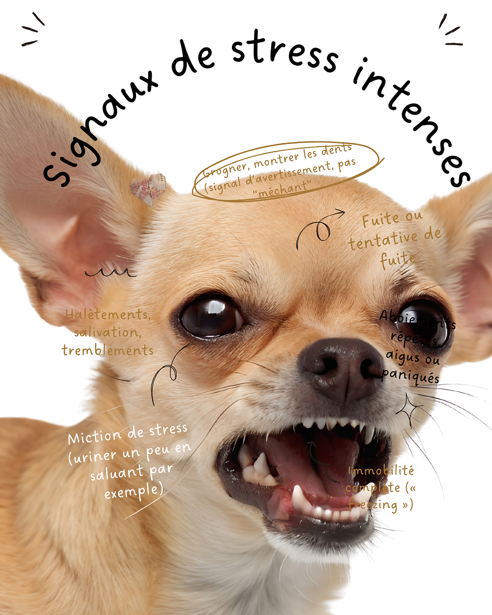 signaux de stress intenses