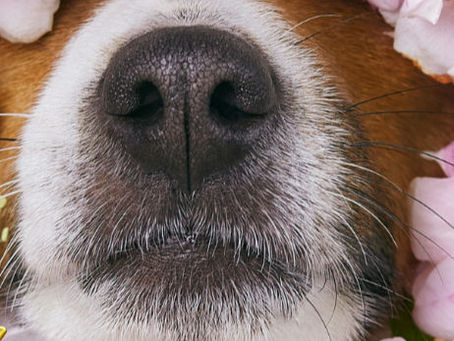 Comment choisir une race de chien adaptée à son mode de vie ?