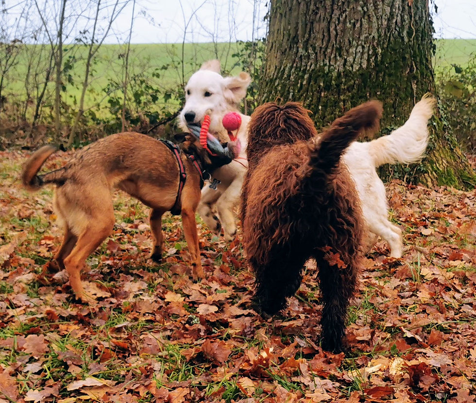 Plan rapproché d'un chien jouant avec un jouet interactif