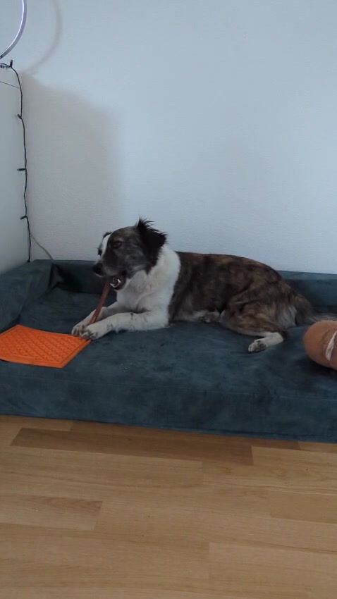 Miniature : Pénis de bœuf, environ 30 cm (Nerf de boeuf)