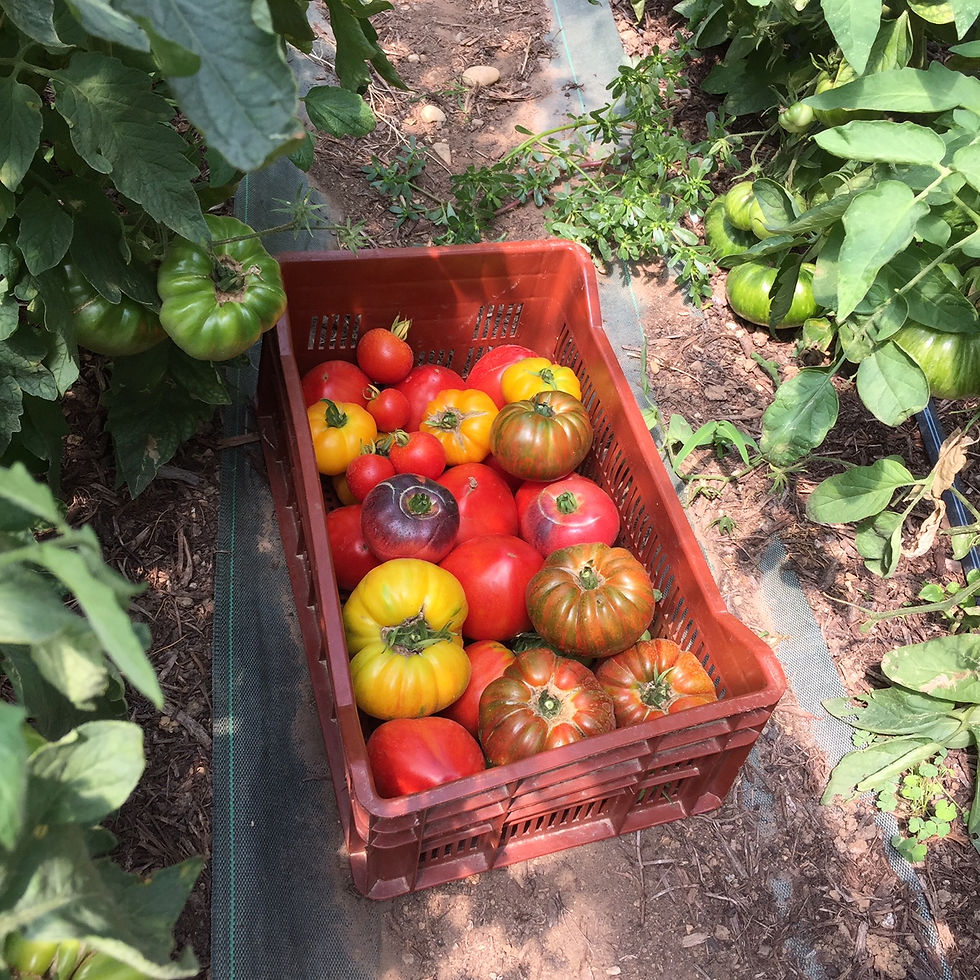 C'est la saison des tomates !