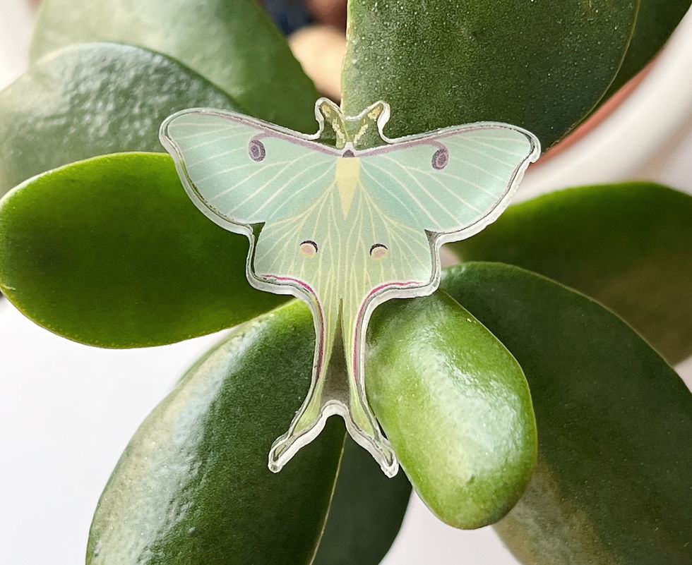 Miniatura: Pin de acrílico - Luna moth