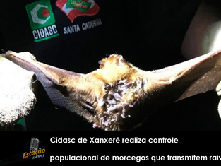 Cidasc de Xanxerê realiza controle populacional de morcegos que transmitem raiva