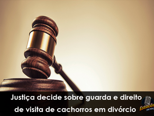 Justiça decide sobre guarda e direito de visita de cachorros em divórcio em cidade de SC