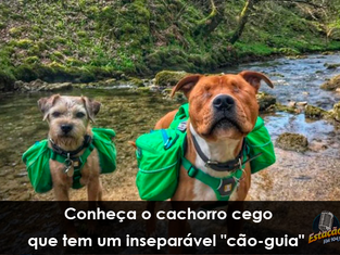 Conheça o cachorro cego que tem um inseparável "cão-guia"