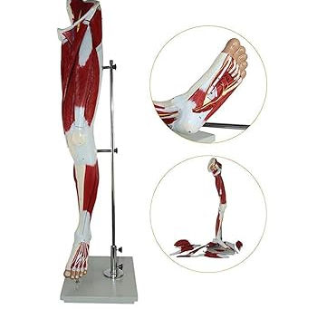 Medicazioni Avanzate e Flebiti agli Arti Inferiori: l’arte di far guarire una ferita