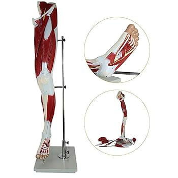 Medicazioni Avanzate e Flebiti agli Arti Inferiori: l’arte di far guarire una ferita