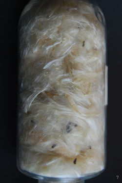 7-Seda Vegetal(Ceiba pentrada)II