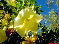 Misha floripondio