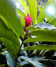 Bromelia