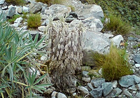 Minipompón Glaciar