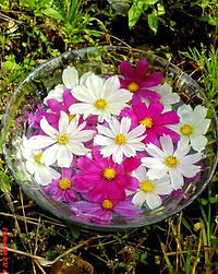 Cosmos Bipinatus