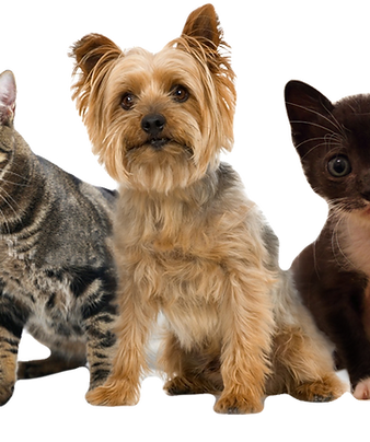 Pets_edited.png