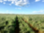 Velt after a good rainy season