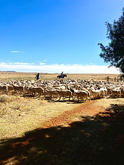 Herding sheep