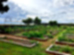Veggie patch