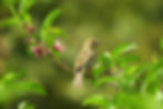 Weaver bird