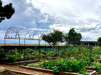 Veggie patch