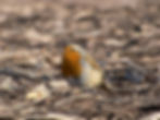 European robin