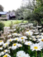 Daisies